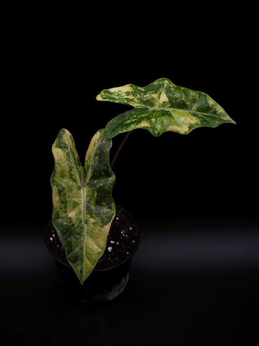Alocasia Pseudo Sanderian Aurea Variegata