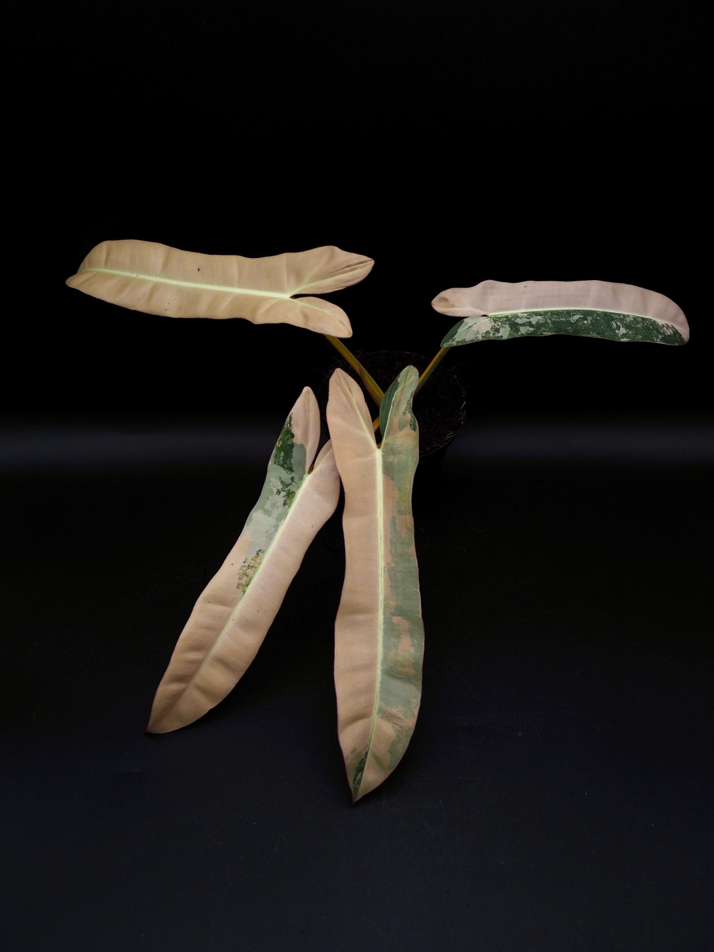 Philodendron Atabapoense Pink