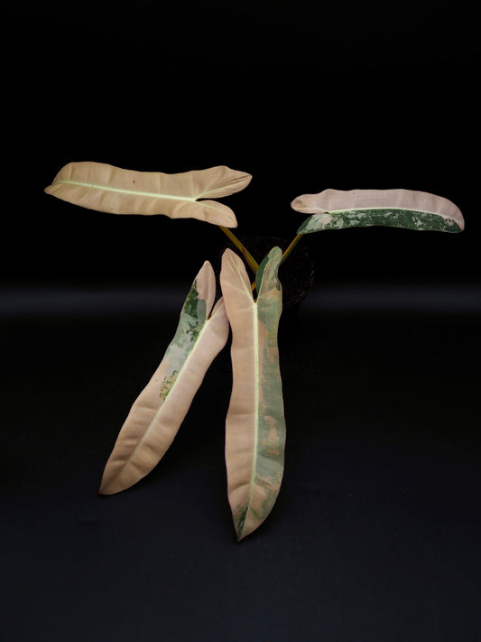 Philodendron Atabapoense Pink