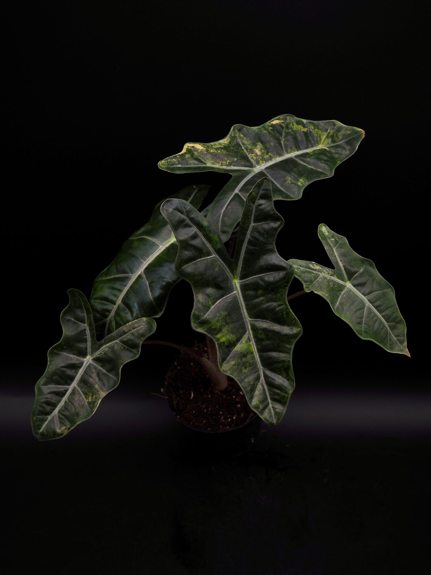 Alocasia pseudo sanderienne Aurea Variegata