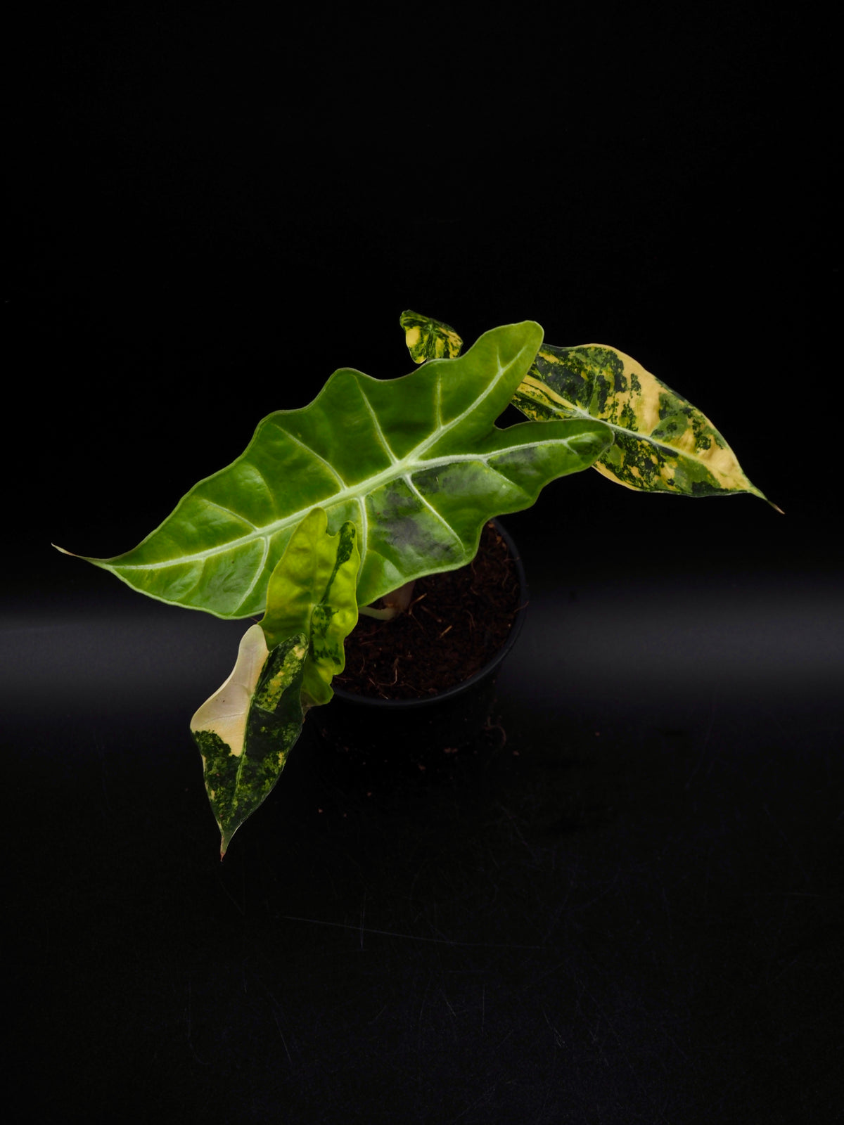 Alocasia Sanderiana Bull Aurea