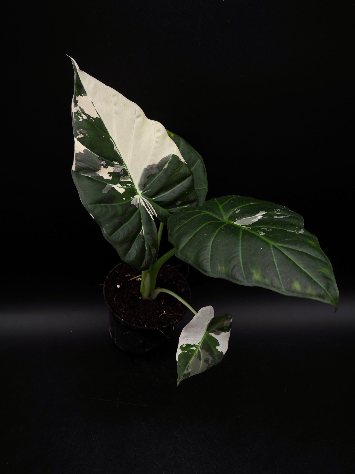 Alocasia Regal Shield Albo