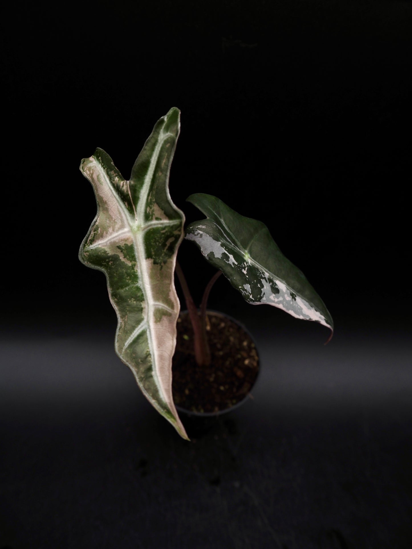 Alocasia Nobilis Pink