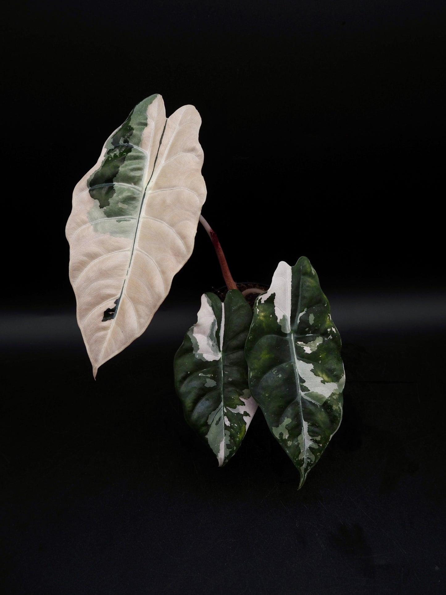 Alocasia Chantrieri Pink