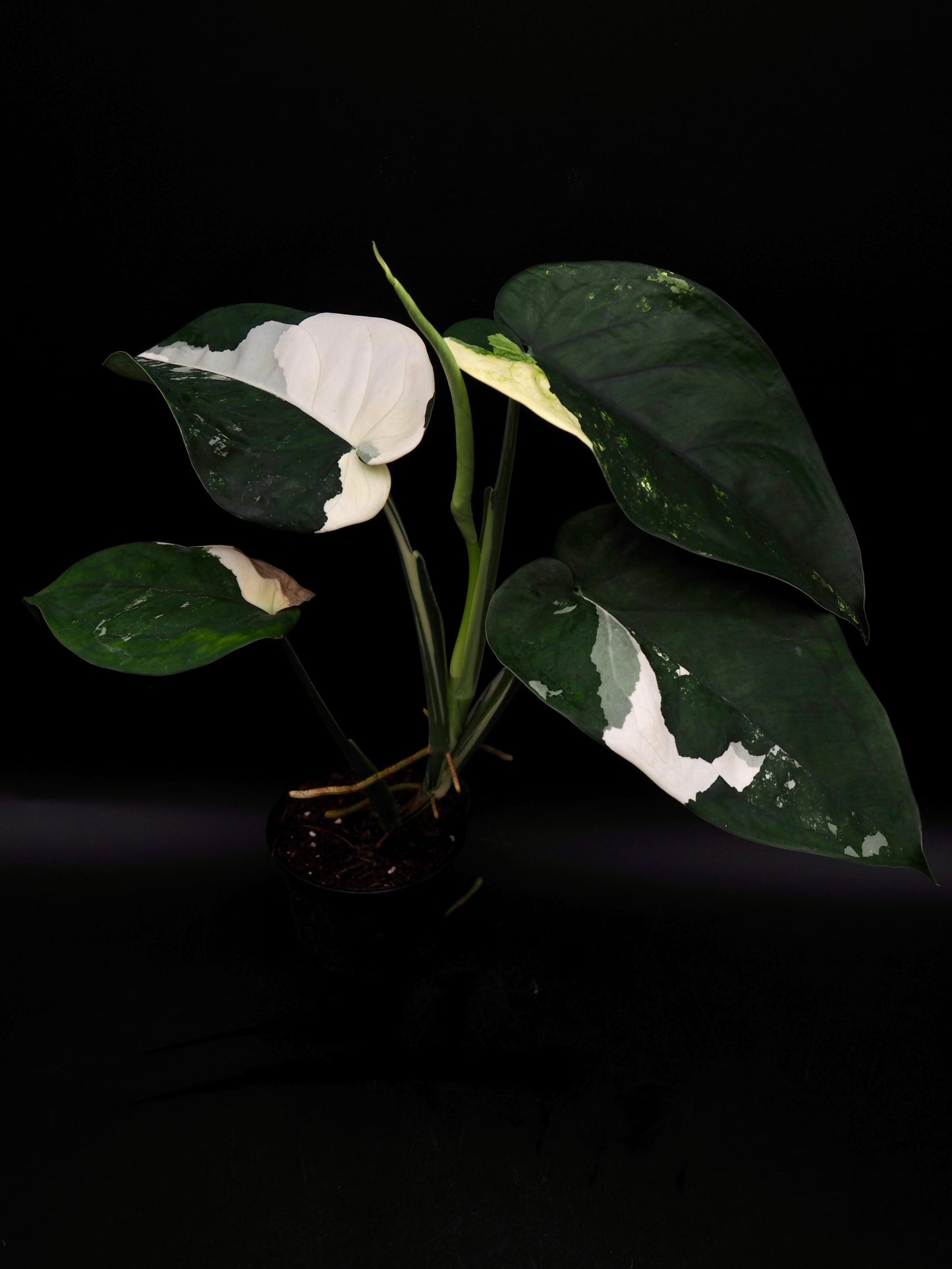 Syngonium Chiapense Variegata