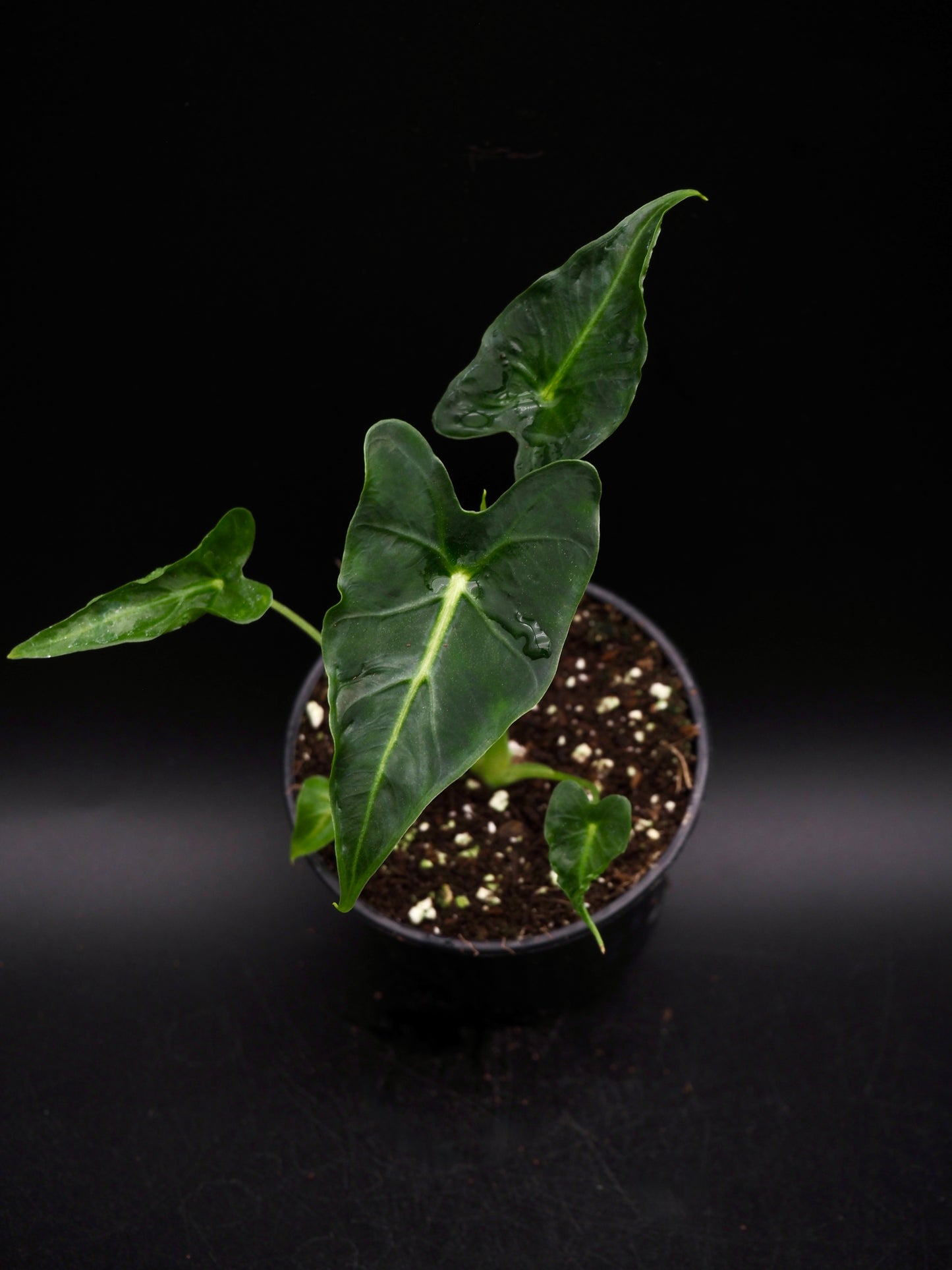 Alocasia Frydek Tatoo