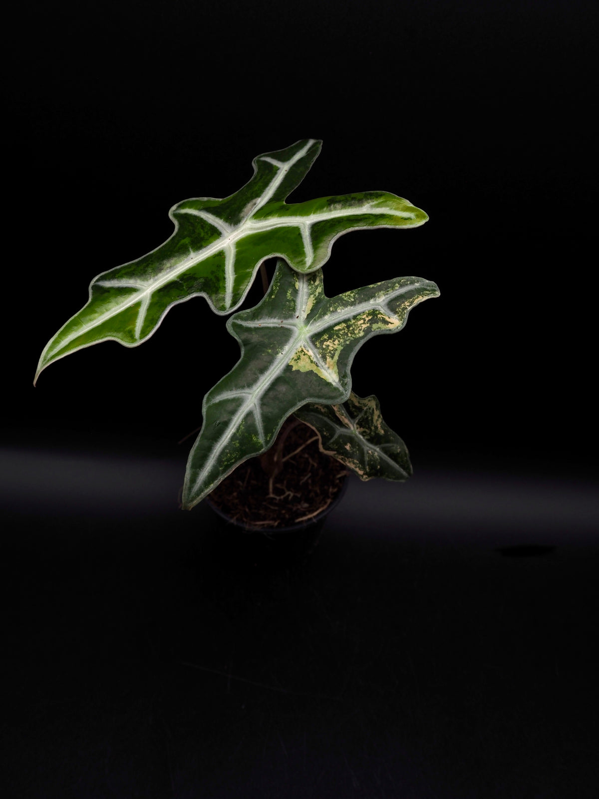 Alocasia Nobilis Aurea
