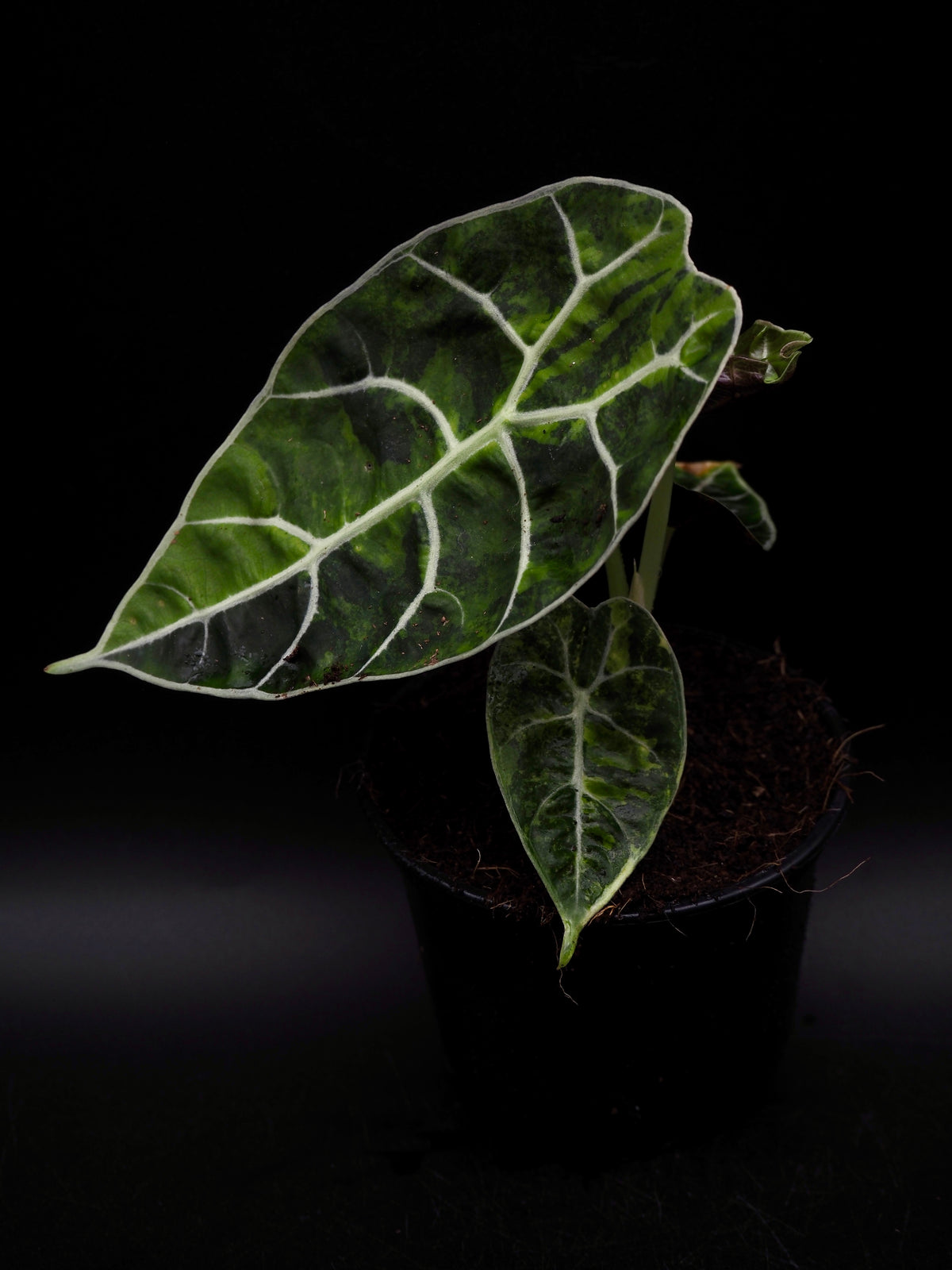 Alocasia Watsonia Doff Aurea