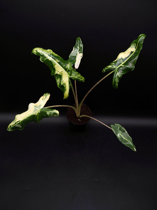 Alocasia Sarian Albo