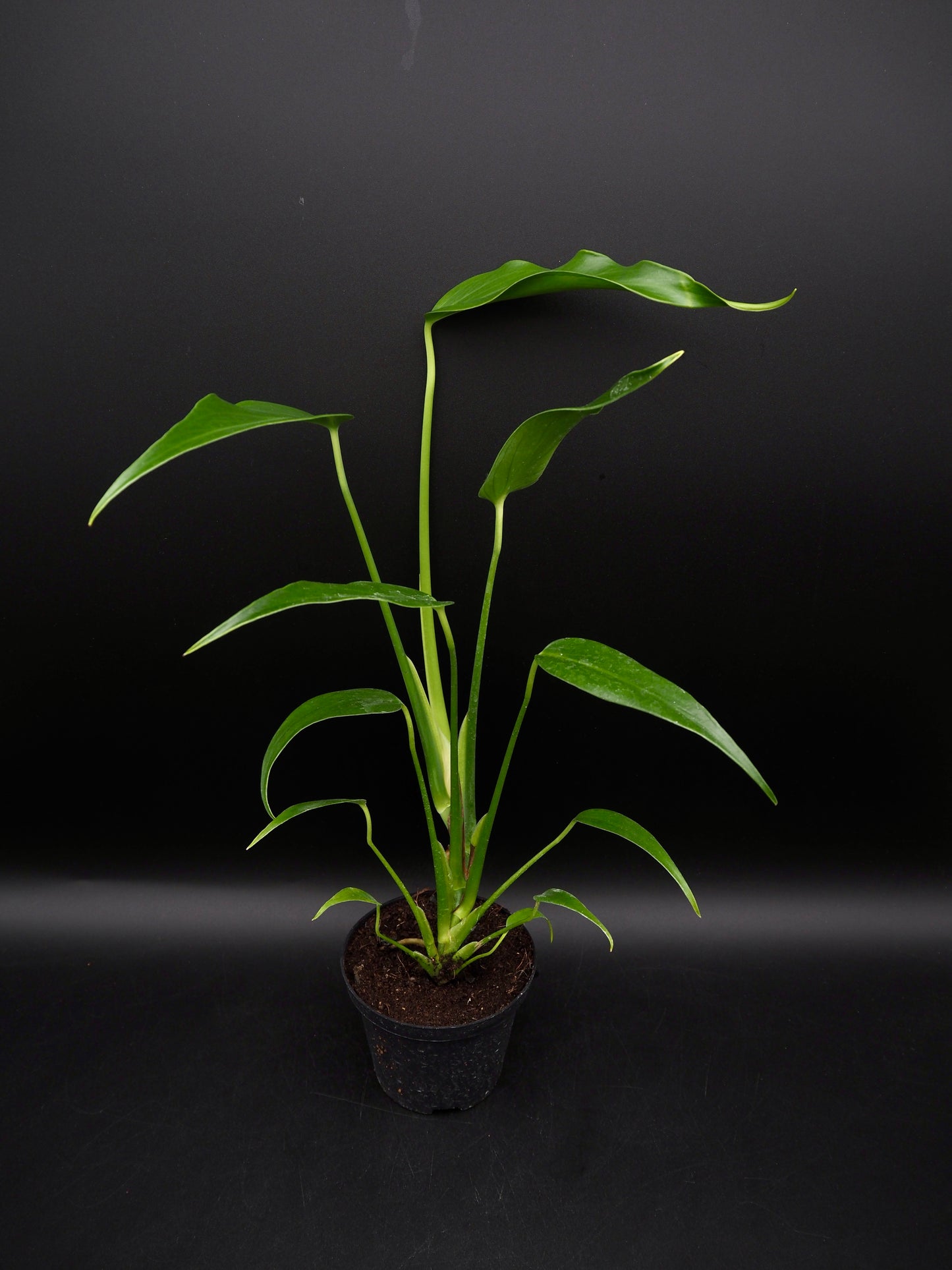 Monstera Burle Marx Flame
