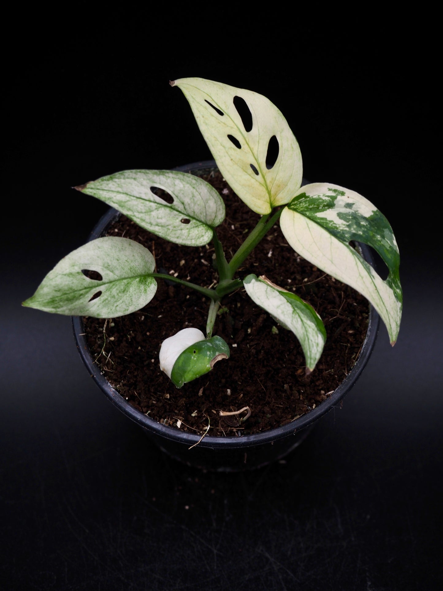 Monstera Laniata Albo Variegata