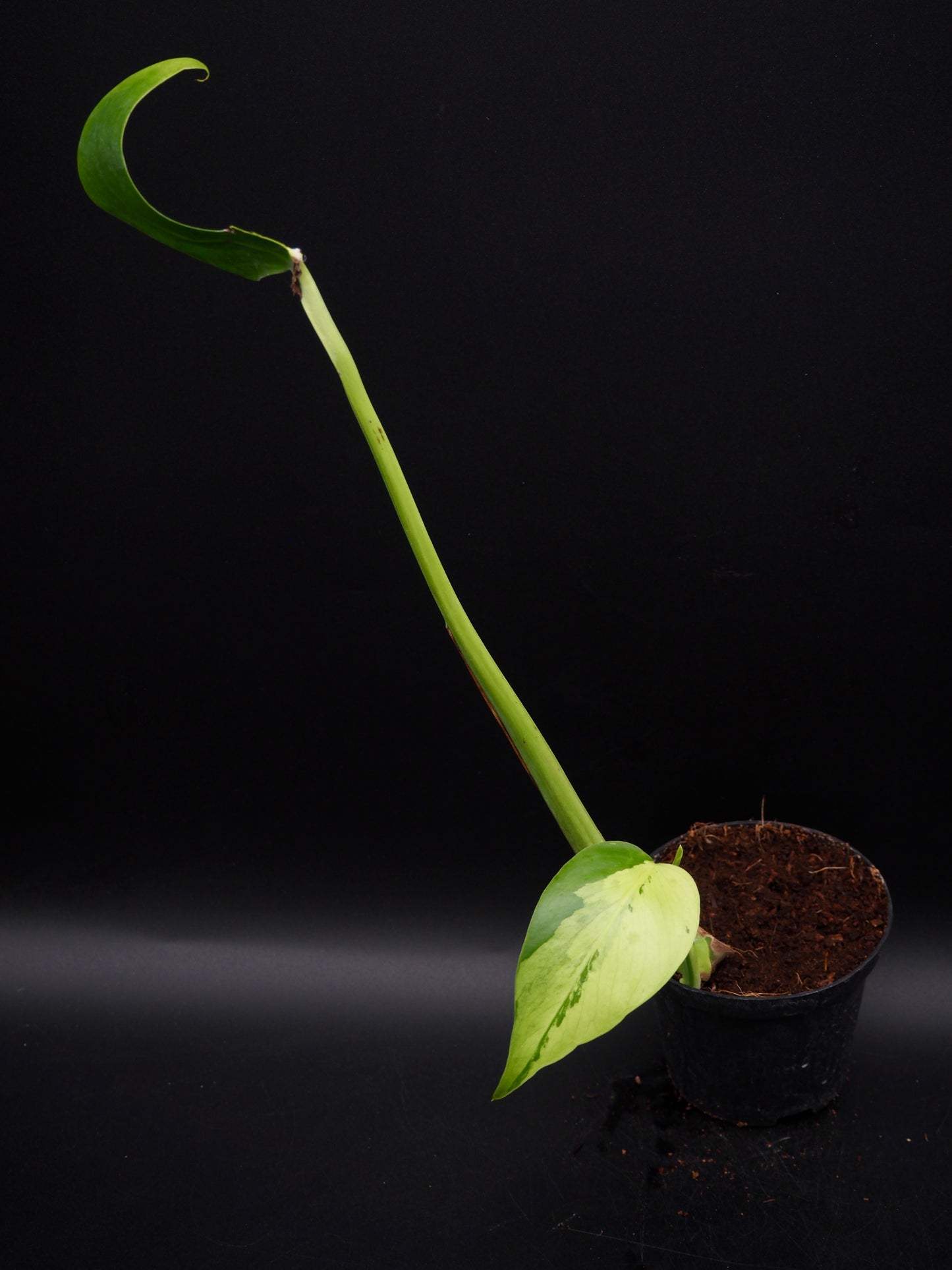 Monstera Light Lime