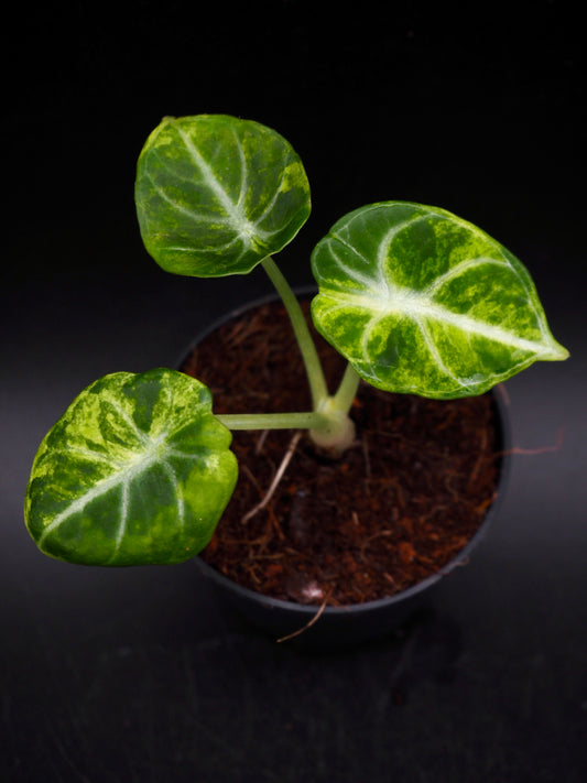Alocasia Ninja Aurea