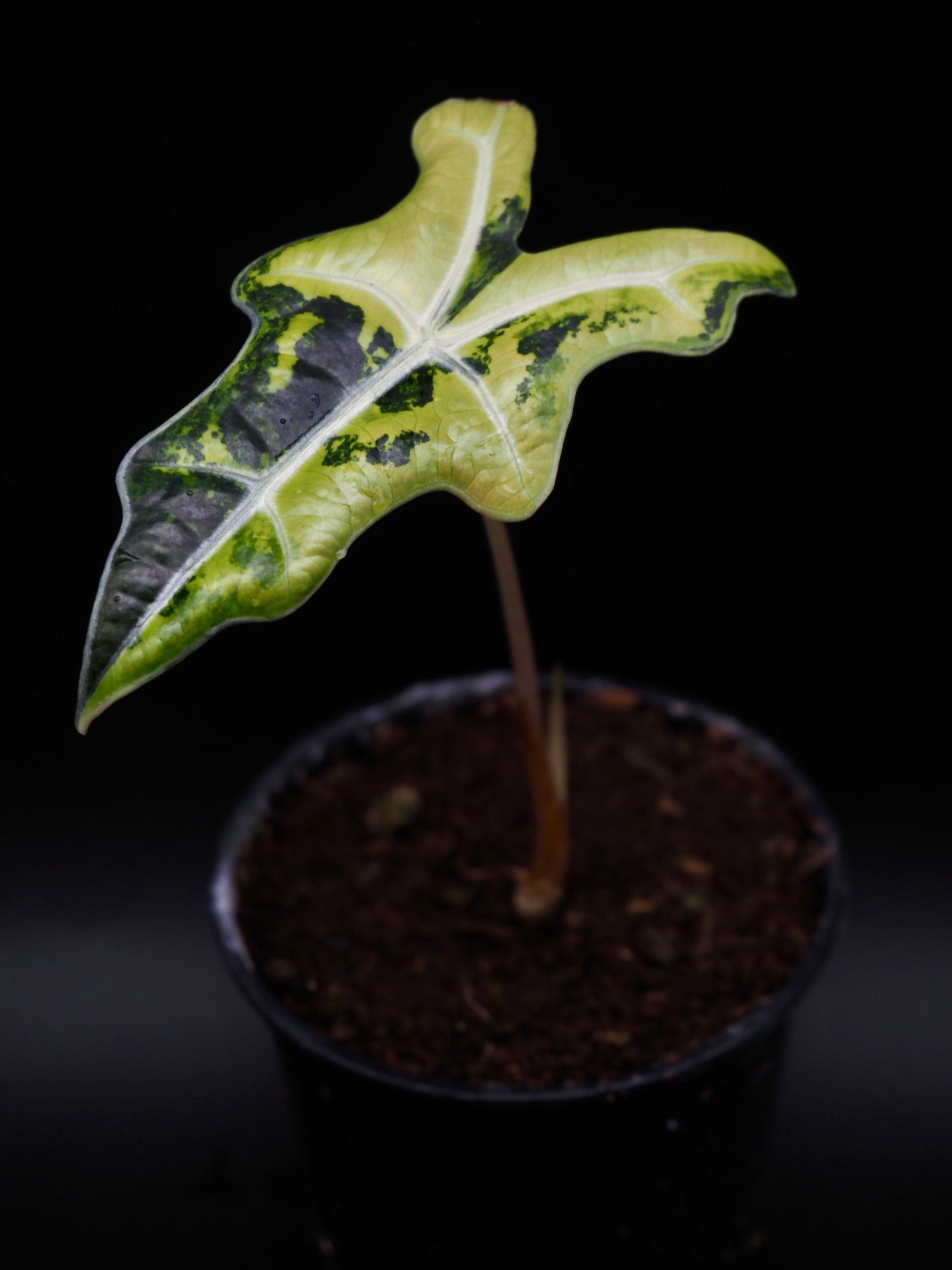 Alocasia Nobilis Aurea