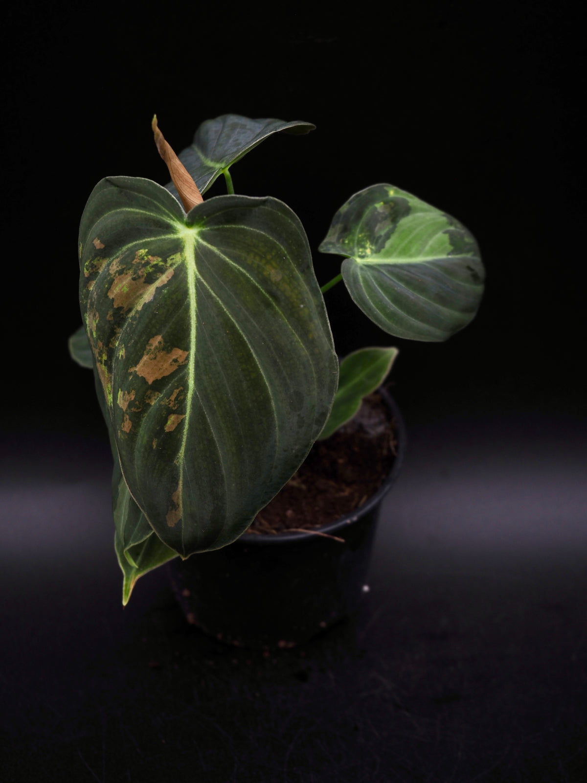 Philodendron Melanochrysum Variegata