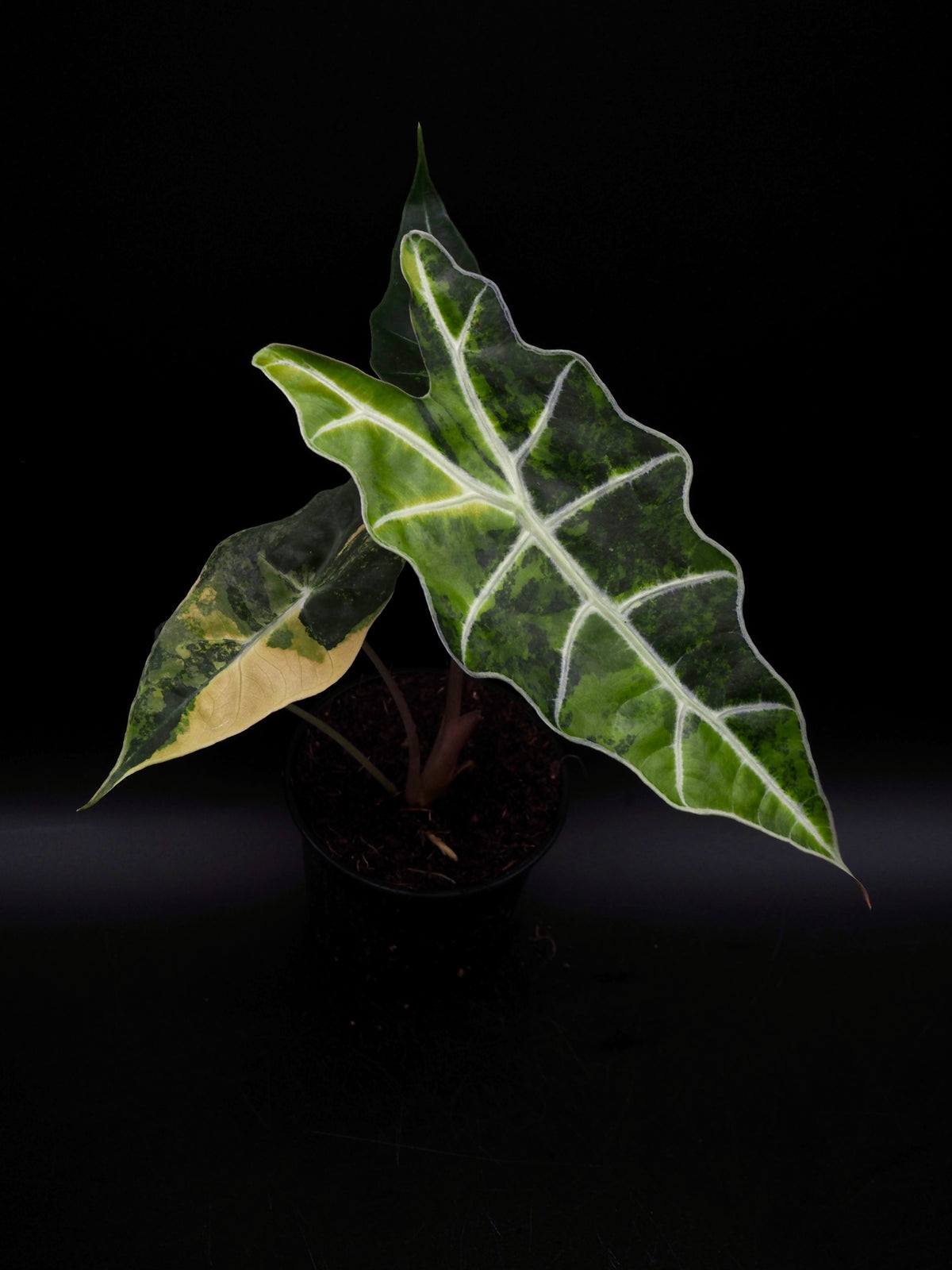 Alocasia Sanderiana Bull Aurea