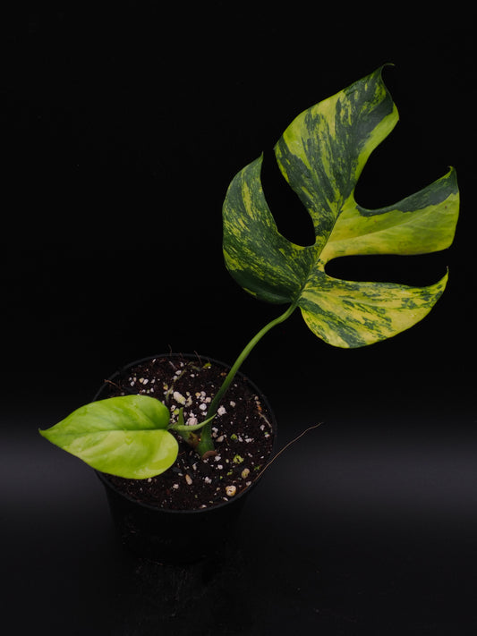Rhaphidophora Tetrasperma Aurea Variegata