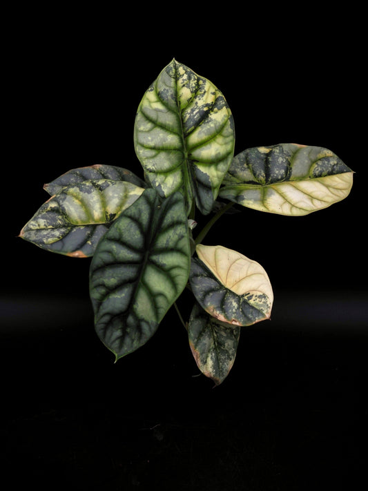 Alocasia Silver Dragon Aurea