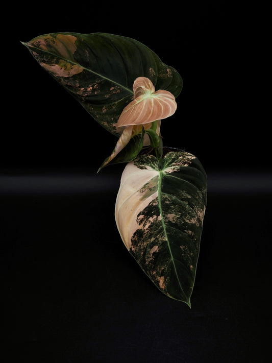 Philodendron Melanochrysum Bonfire