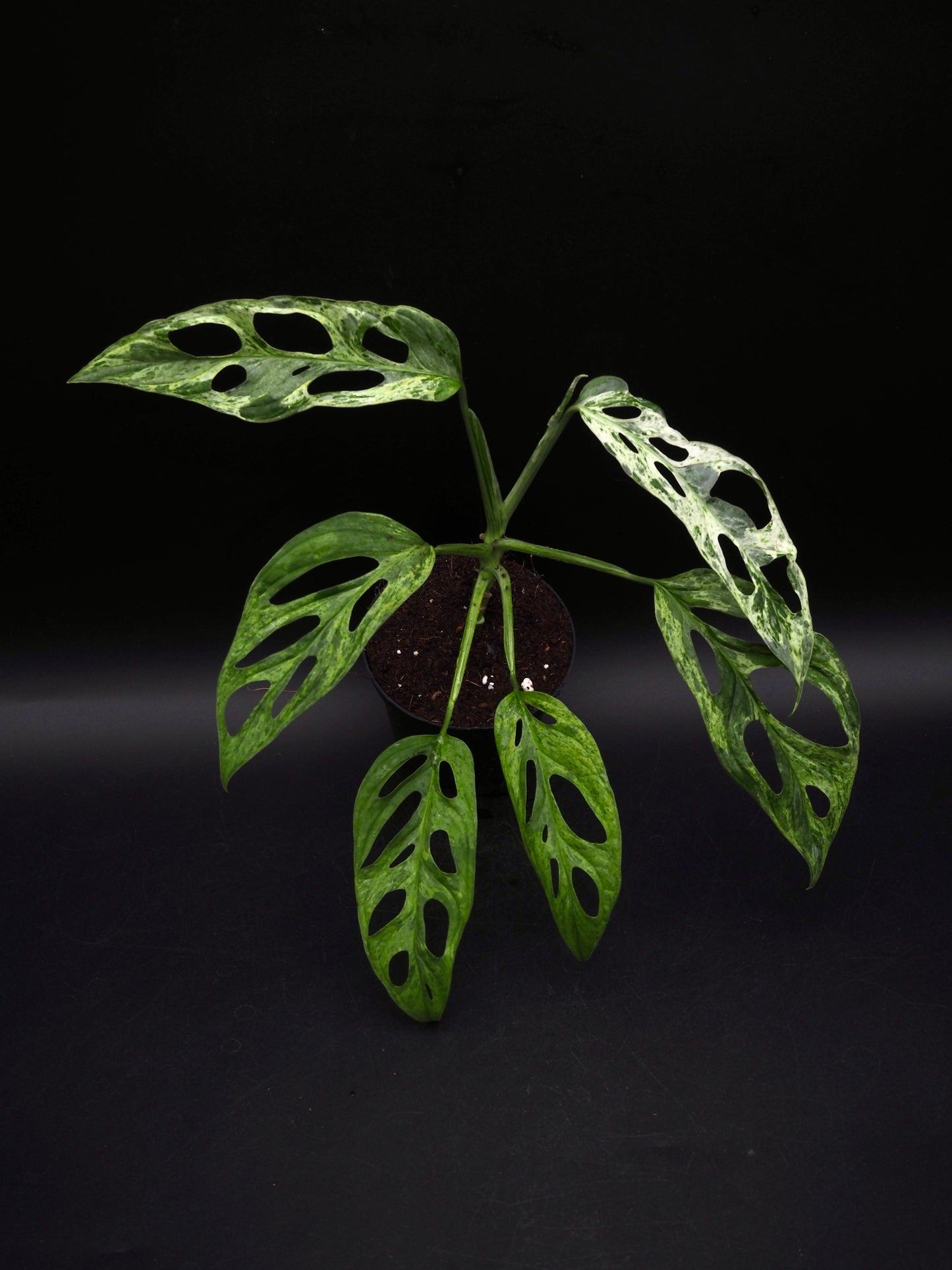 Monstera Adansonii Marbre indonésien