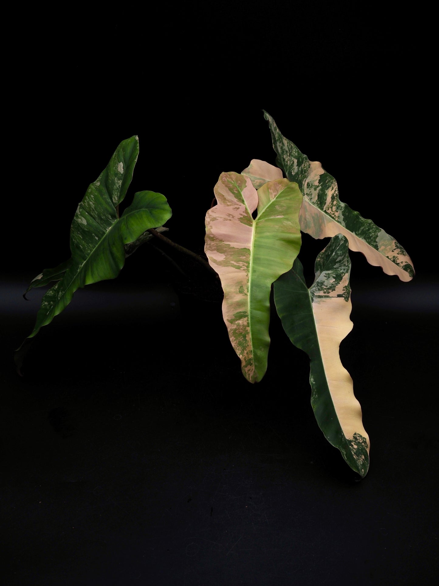 Philodendron Florida Beauty x Black Billietiae