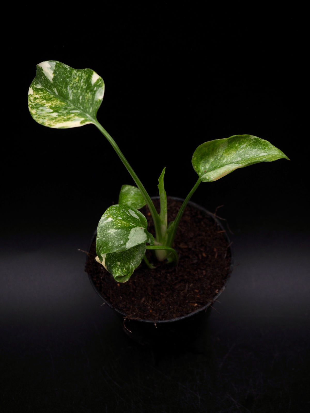 Monstera Green Snow