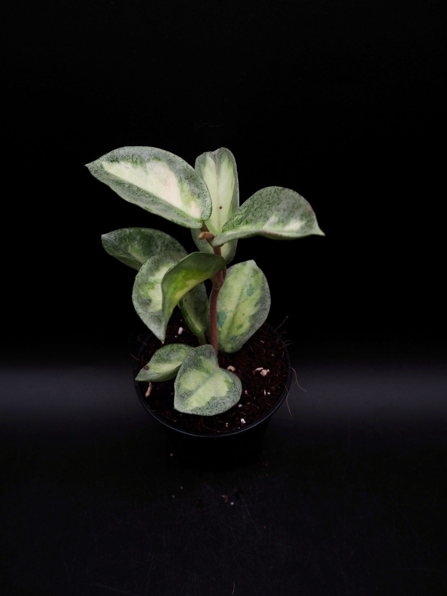 Hoya Argentea Princess