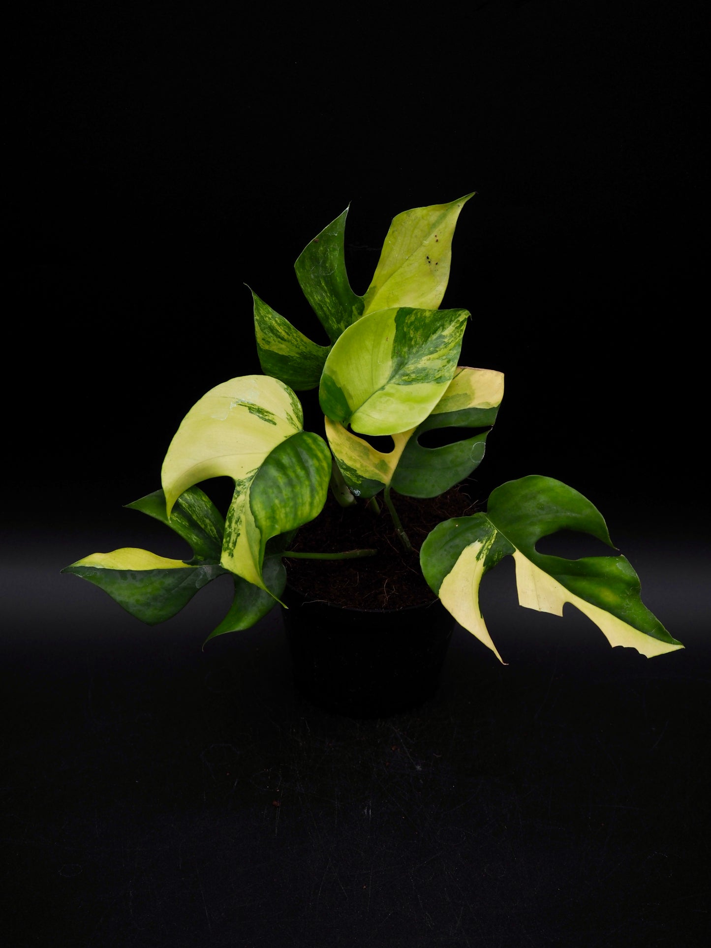 Rhaphidophora Tetrasperma Aurea Variegata