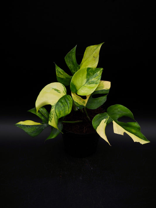 Rhaphidophora Tetrasperma Aurea Variegata