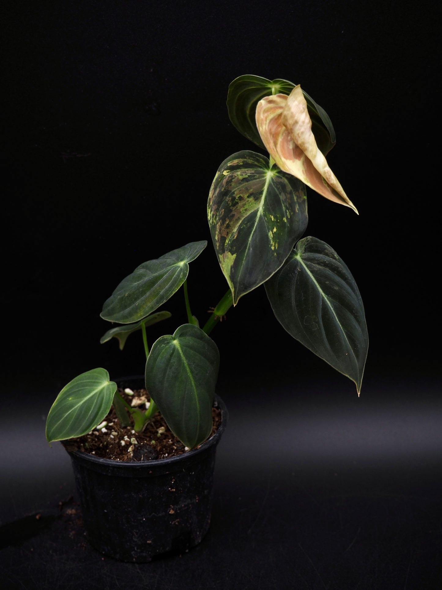 Philodendron Melanochrysum Variegata