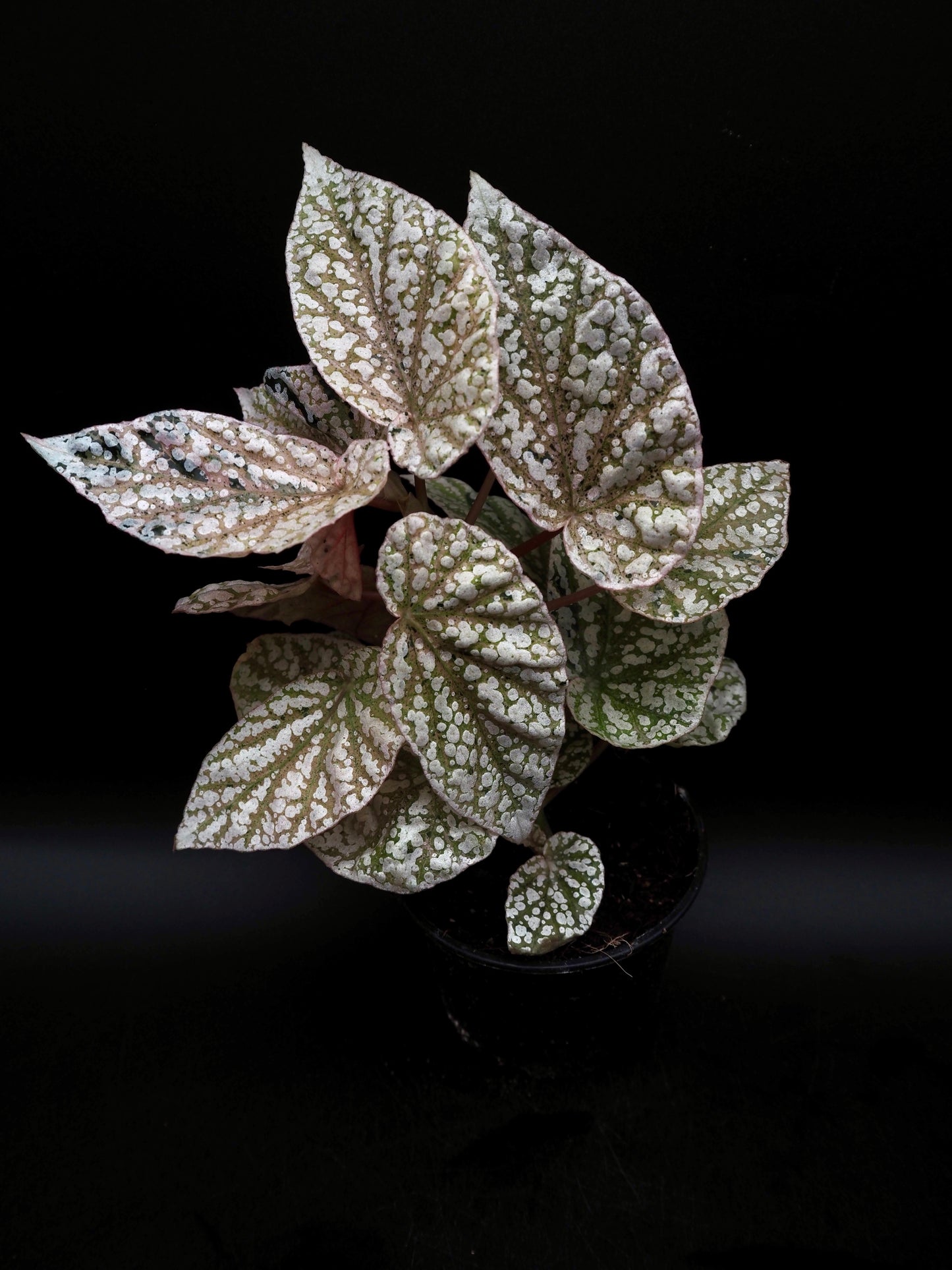 Begonia Snow capped variegata