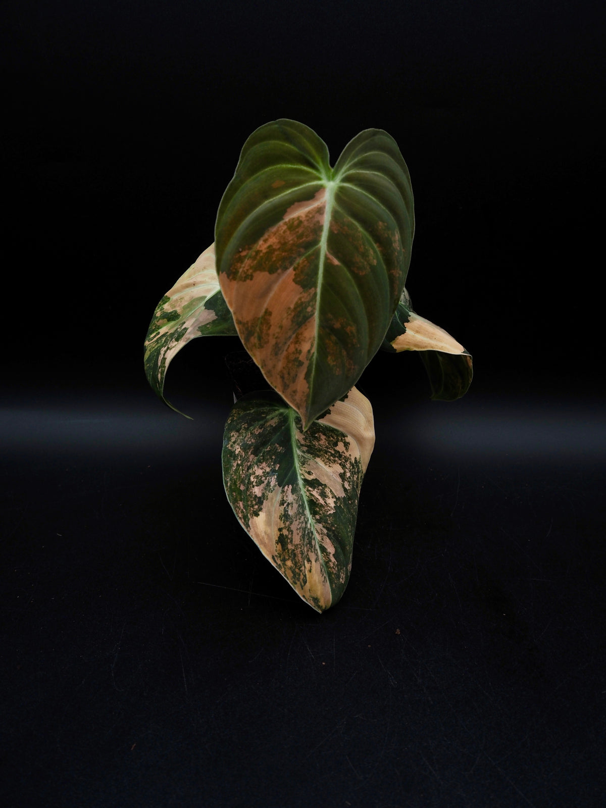 Philodendron Melanochrysum Bonfire