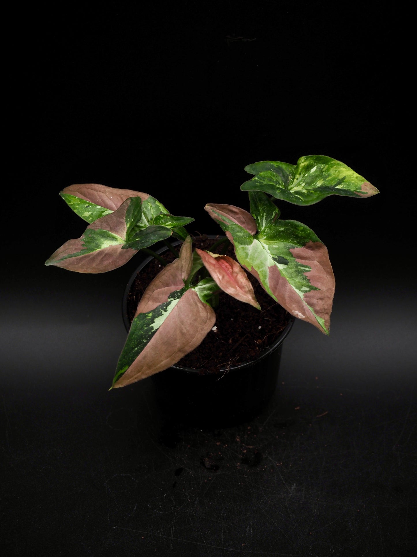 Syngonium Red Spot Tricolor