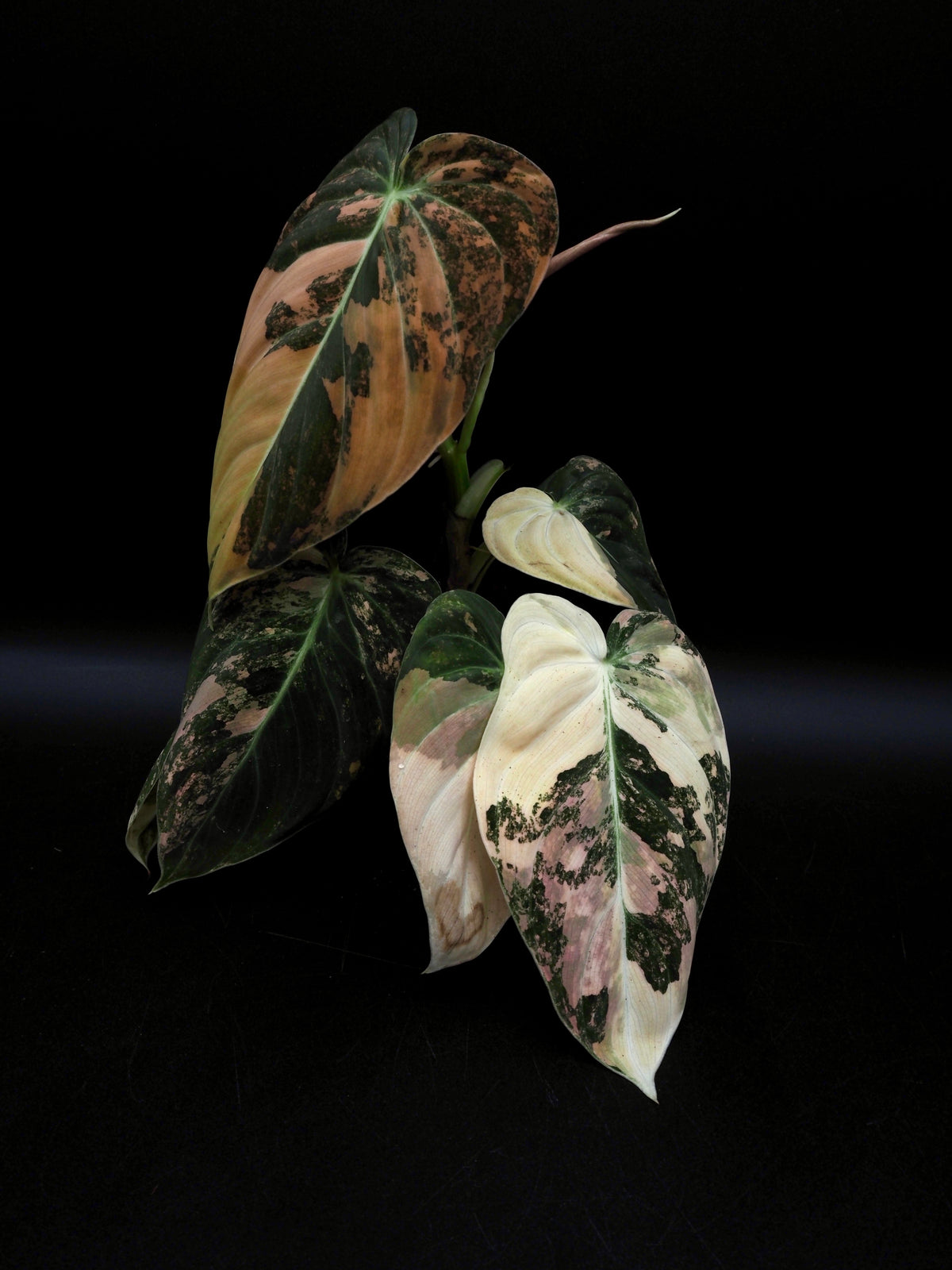 Philodendron Melanochrysum Bonfire