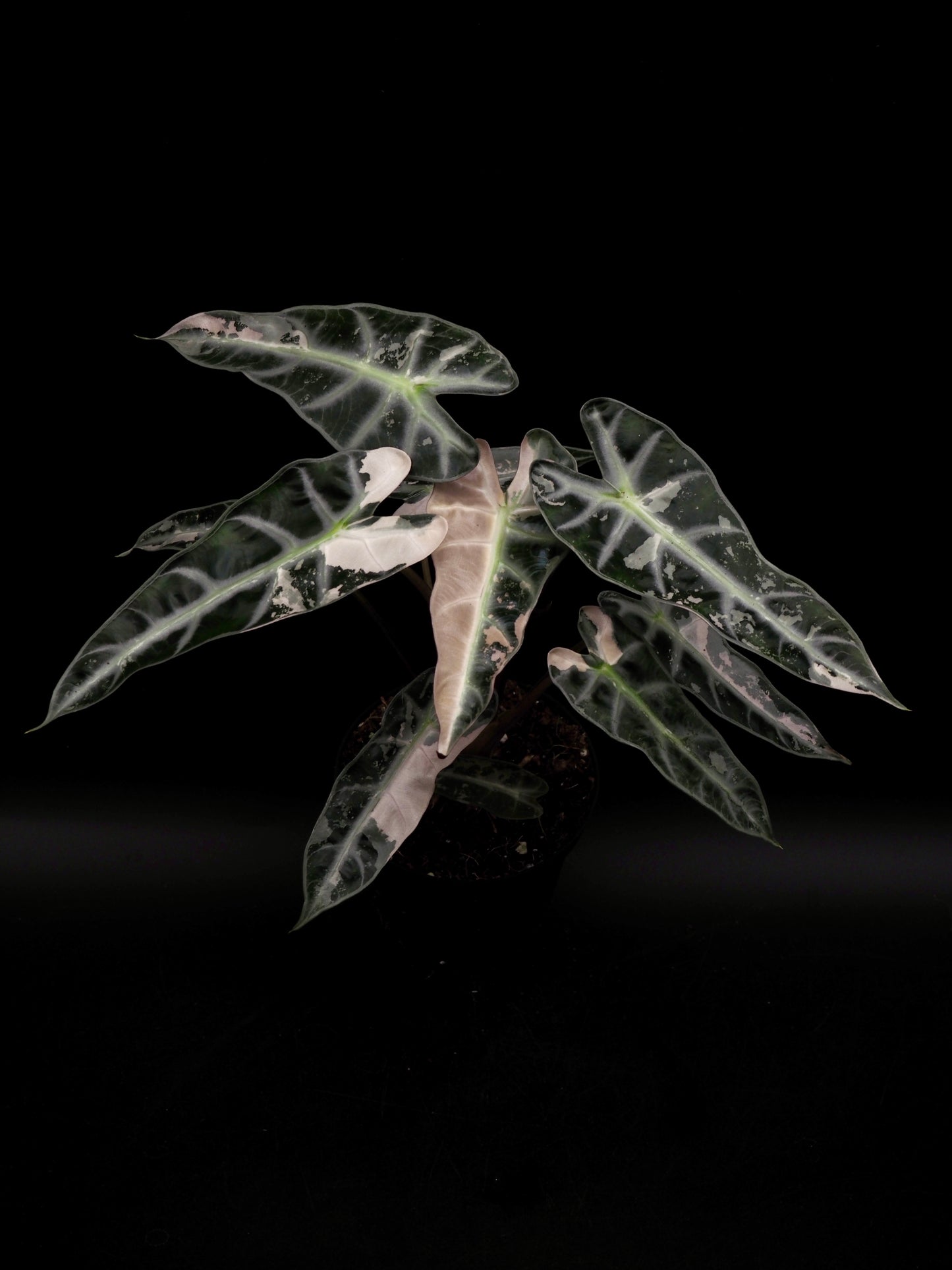 Alocasia Bambino Pink Variegata