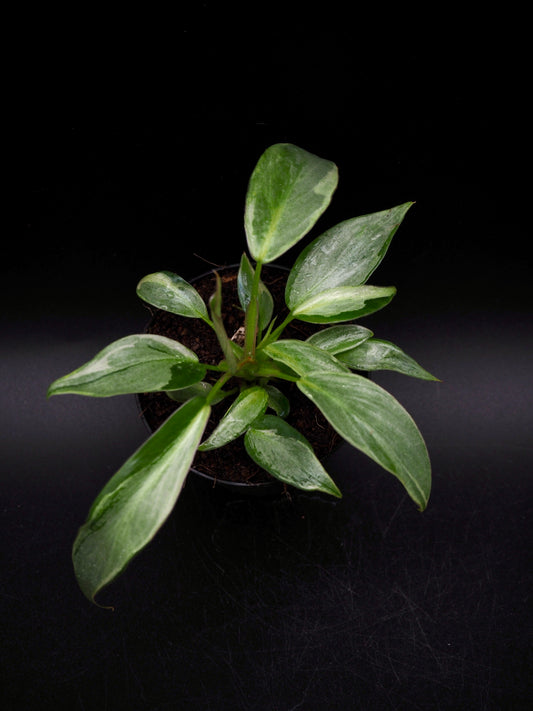 Philodendron Longliobatum Variegata