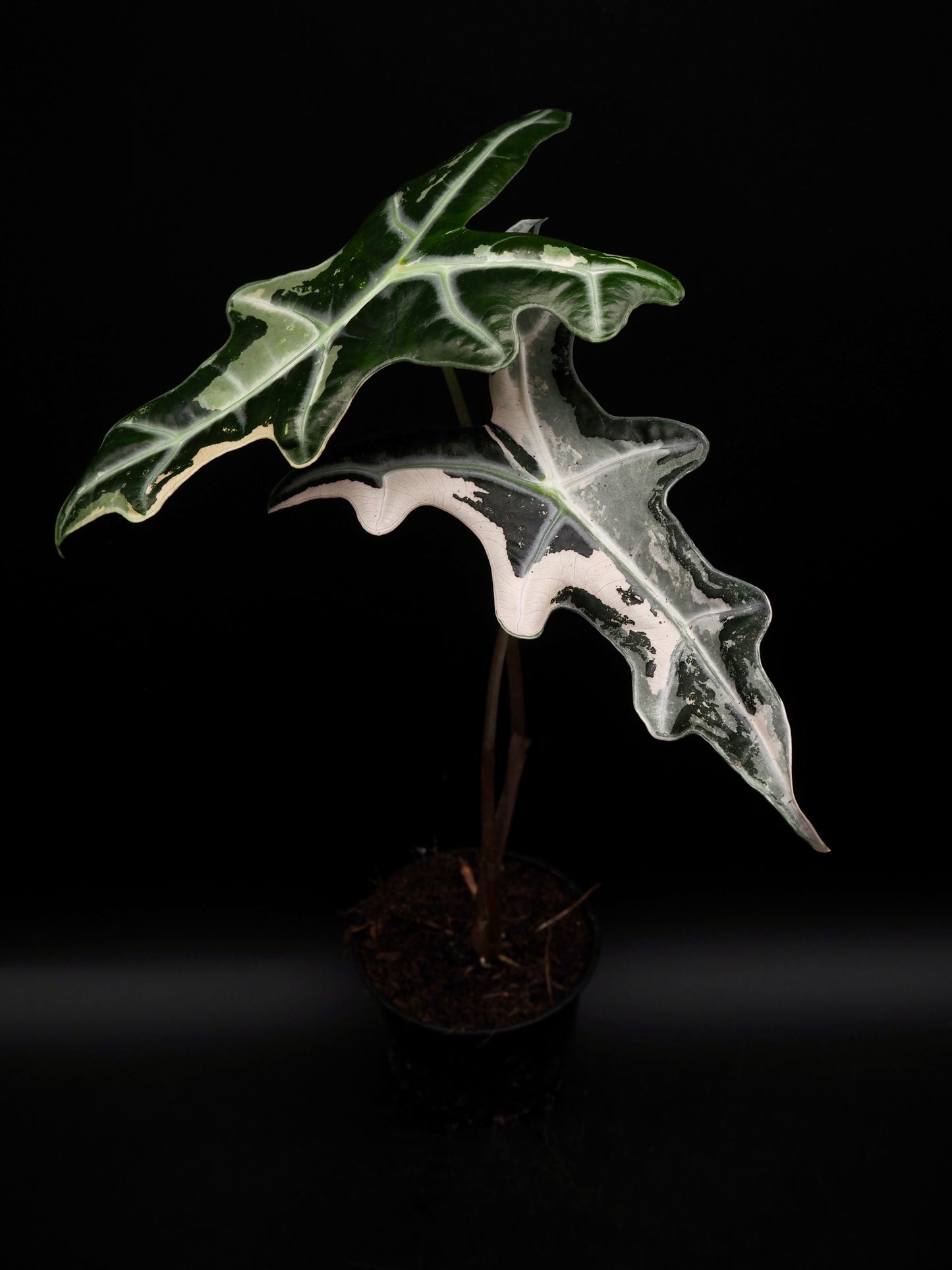 Alocasia Nobilis Pink