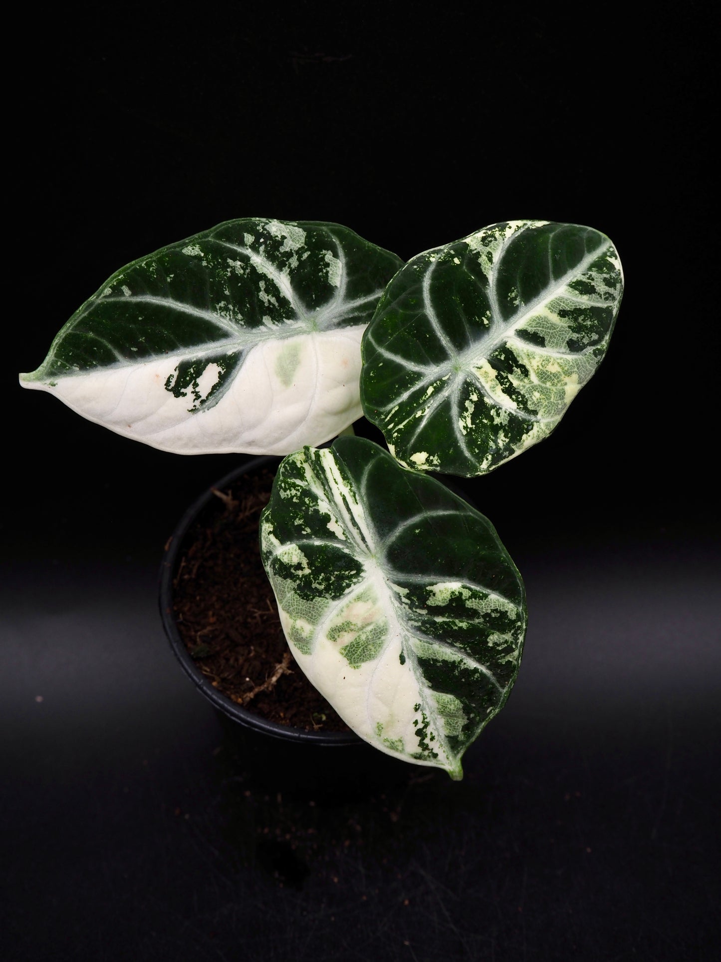 Alocasia Ninja Albo