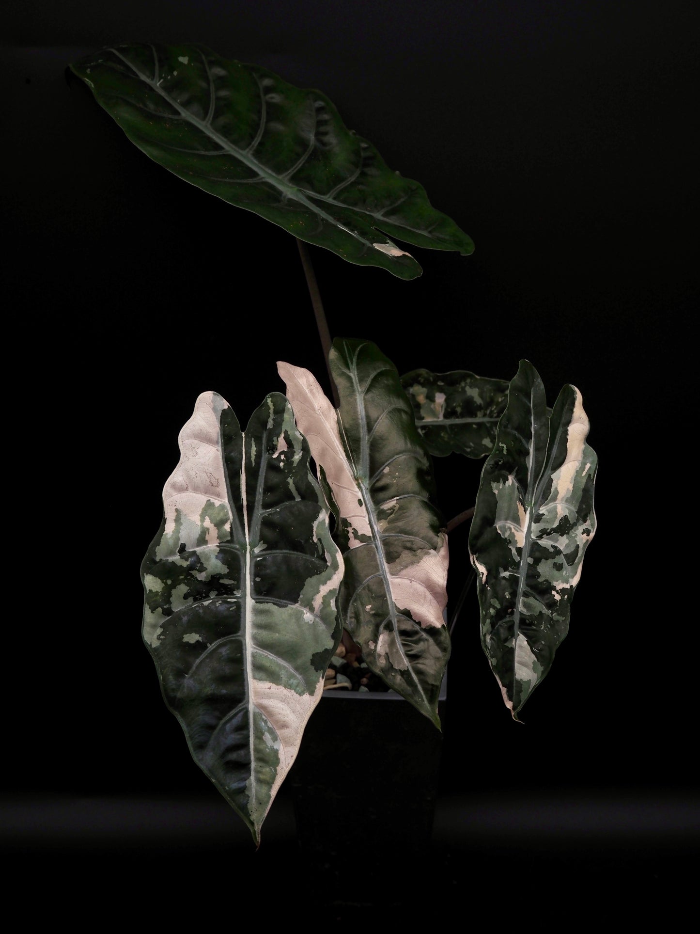 Alocasia Chantrieri Pink Variegata Hydro Line