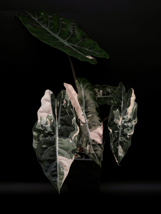 Alocasia Chantrieri Pink Variegata Hydro Line