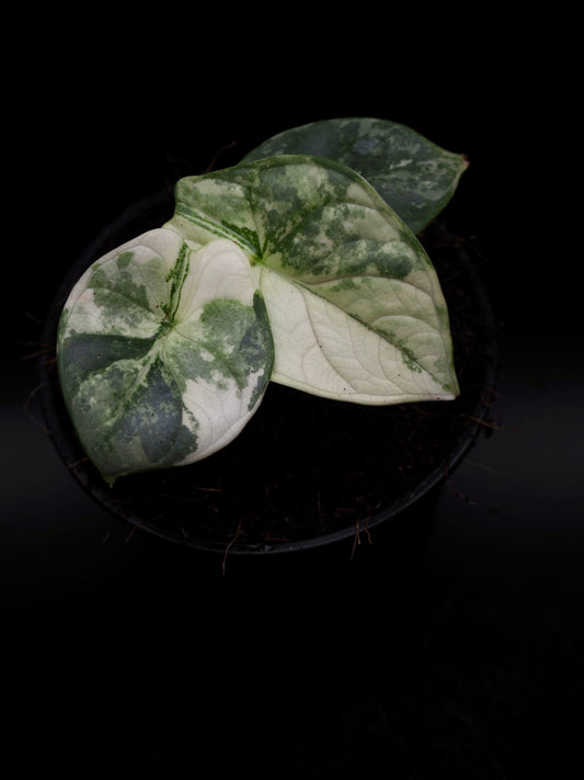 Alocasia Silver Dragon Albo