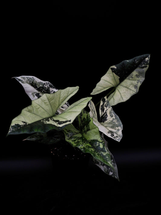 Alocasia Simpo Albo