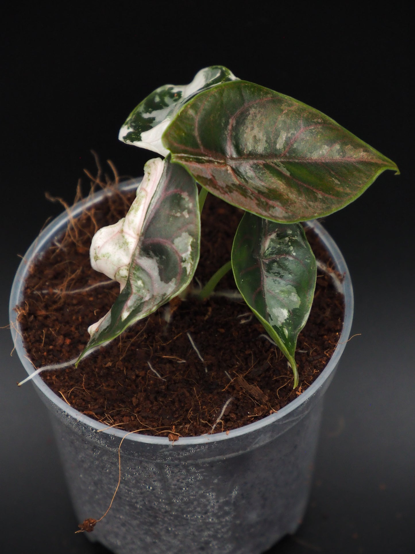 Alocasia Azlanii Pink