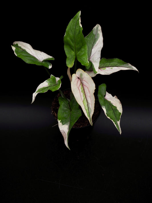 Syngonium White Princess