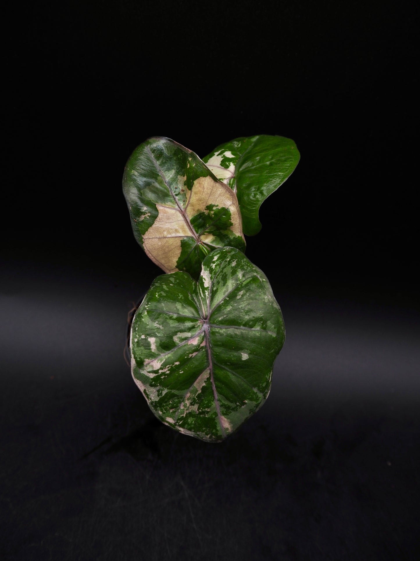Alocasia Yucatan Princess Pink