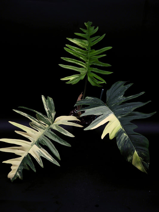 Philodendron Florida Beauty X Tortum