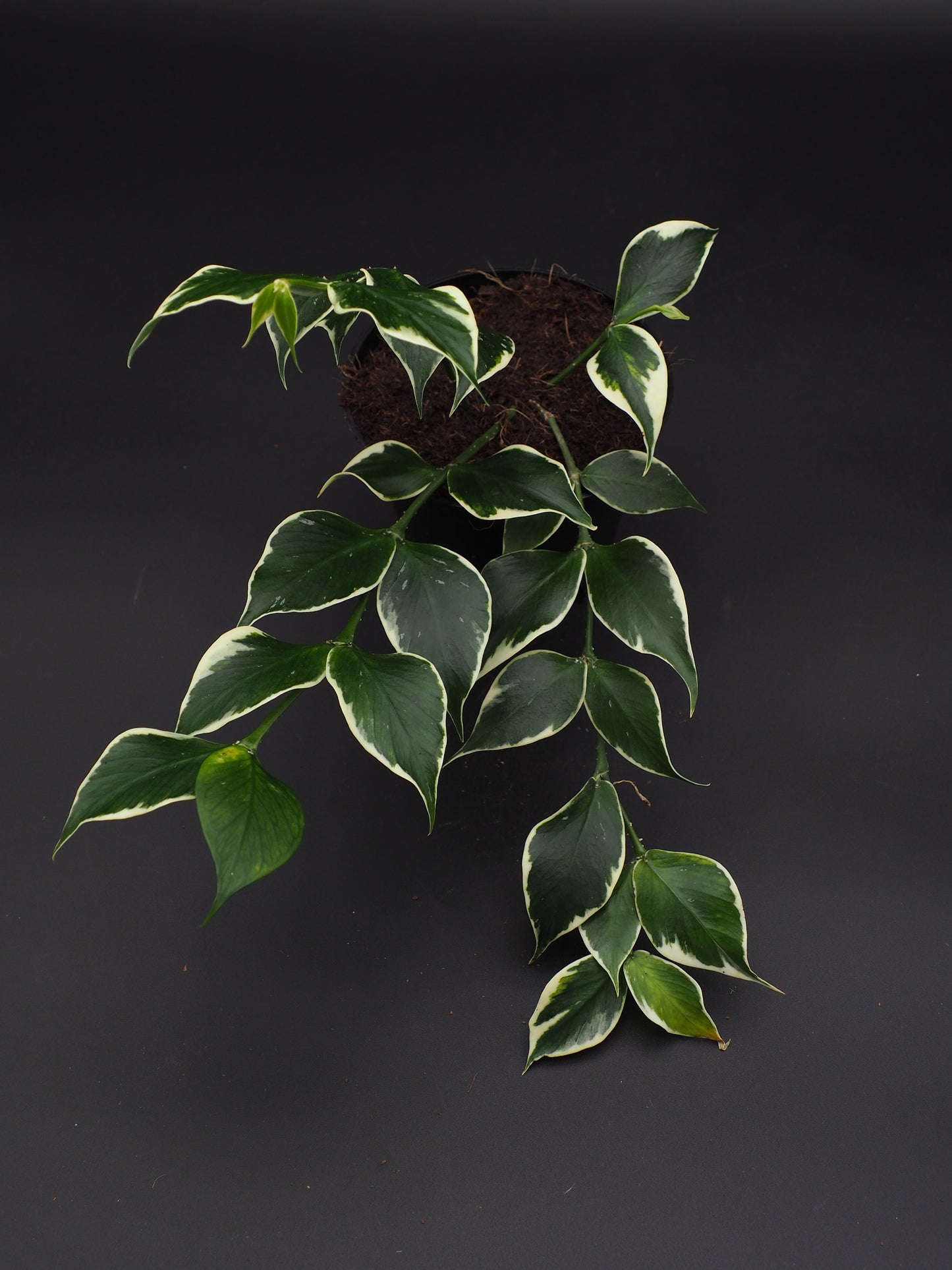 Hoya Polyneura Variegata