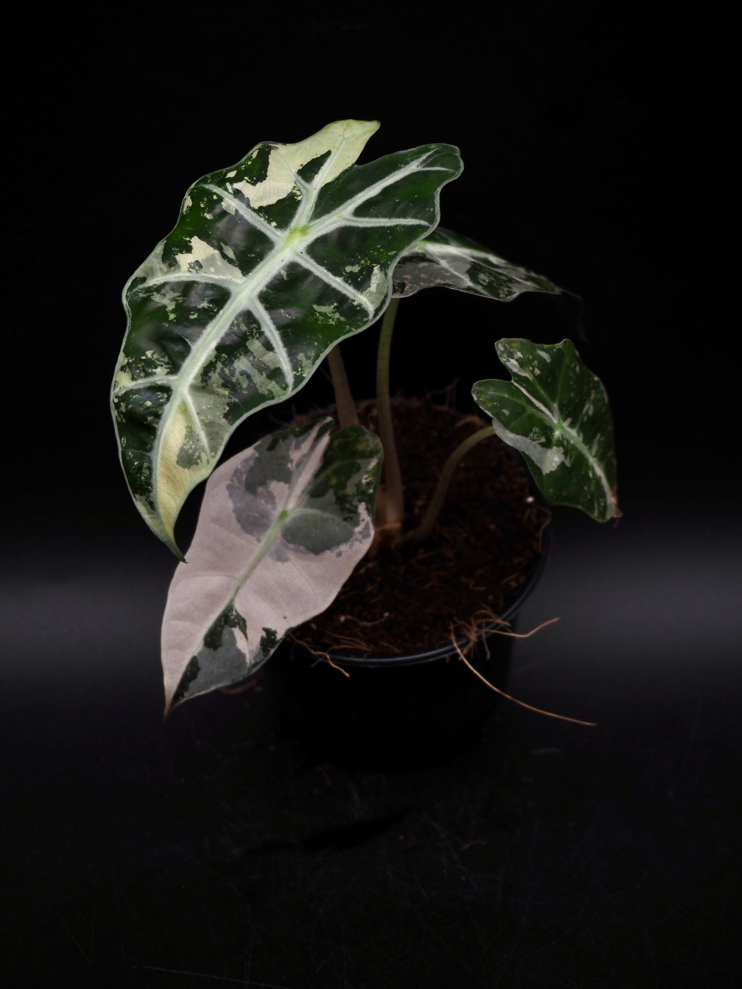 Alocasia Polly Rose Variegata