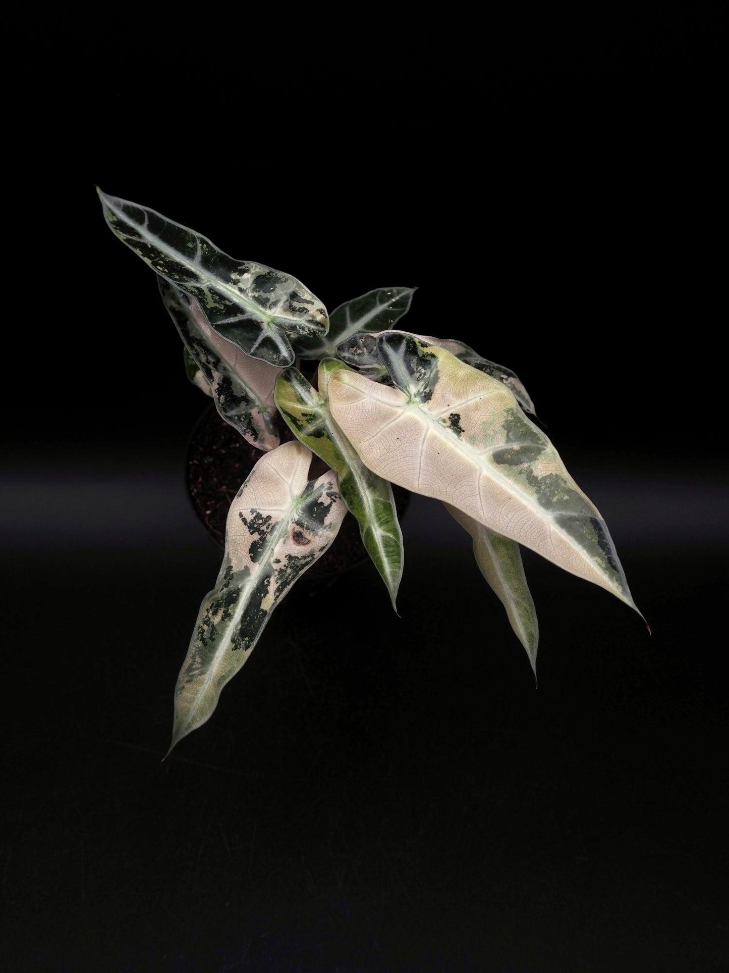 Alocasia Bambino Pink Variegata