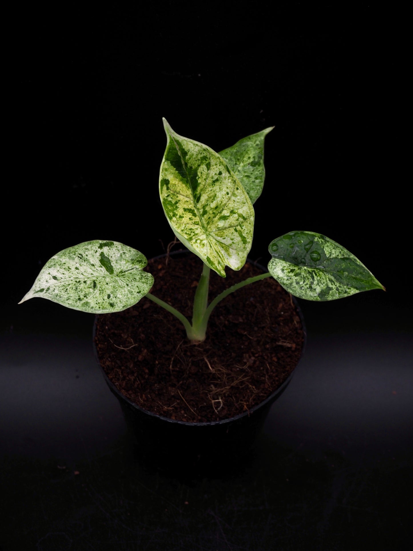 Alocasia Dragon Scale Mint Variegata